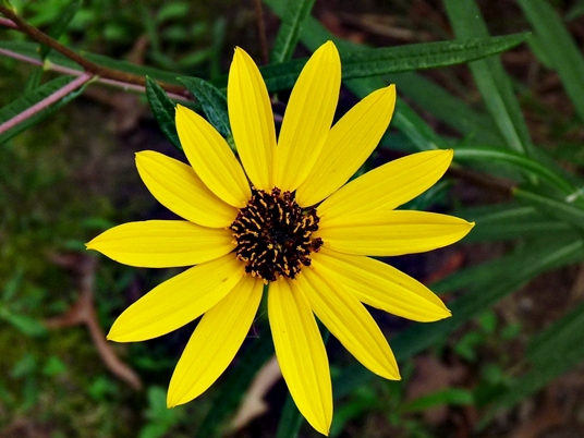 {Helianthus angustifolius}
